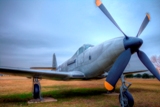 P63_KingCobra2.jpg