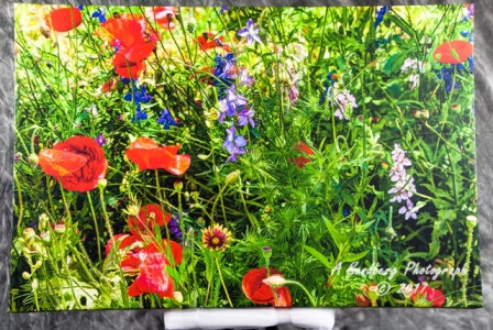 c_WildflowerWondrous1_5