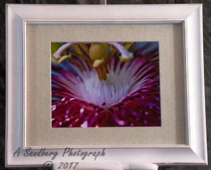 Passion Flower