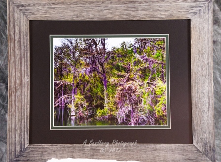 Treetop Reflections
