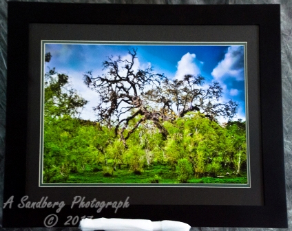 Angry Tree II