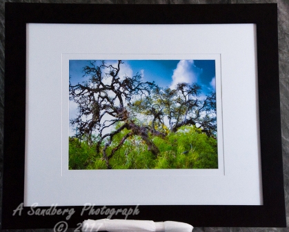 Angry Tree III