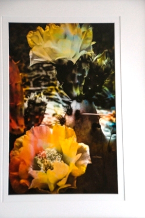 Cacti in Bloom