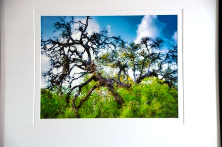 Angry Tree