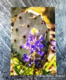 PricklyBonnet