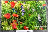 c_WildflowerWondrous1