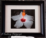 Loaded Pistil II
