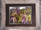 Treetop Reflections