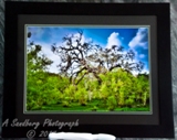Angry Tree II