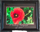 Poppy & Bud