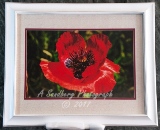 Poppy Lashes
