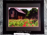 A Poppy Remembrance II