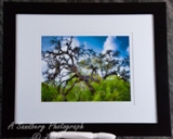 Angry Tree III