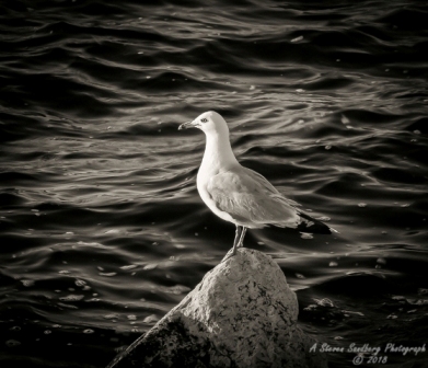 34bird.jpg
