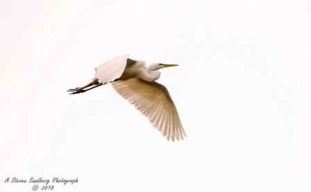 38bird.jpg