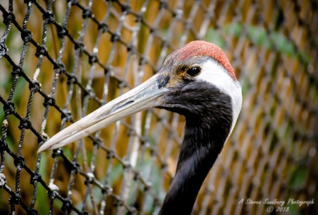 41bird.jpg