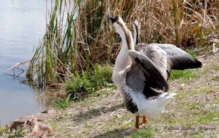 48bird.jpg