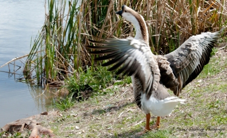 51bird.jpg