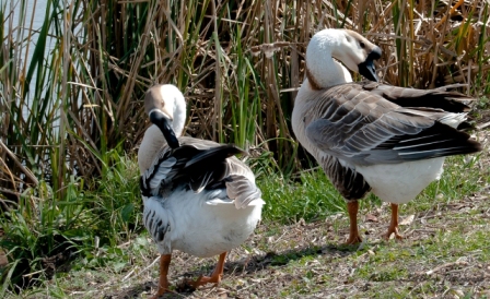53bird.jpg