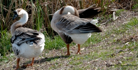 54bird.jpg