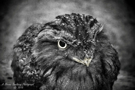 58bird.jpg