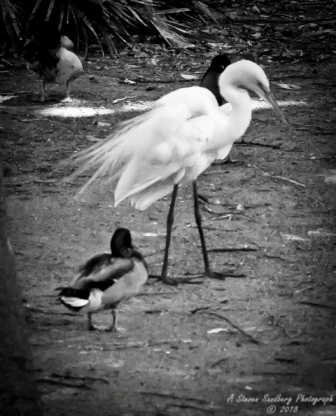 63bird.jpg