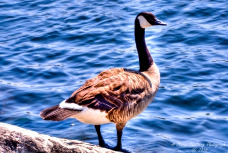 67bird.jpg