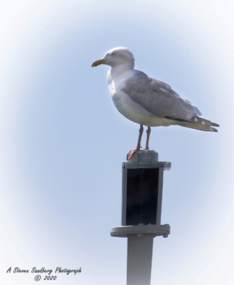 DSC_7505.jpg
