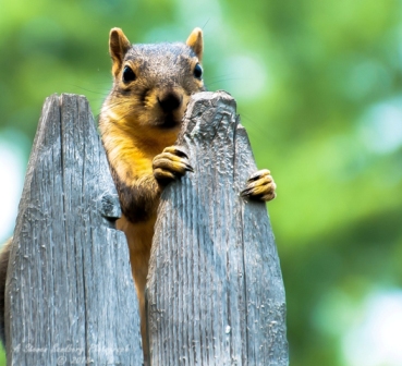 squirrel-12.jpg