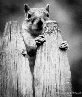 squirrel-13.jpg