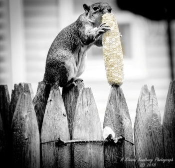 squirrel-9.jpg
