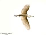 39bird.jpg