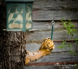 squirrel-1.jpg
