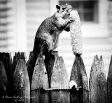 squirrel-8.jpg
