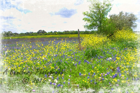 16bluebon