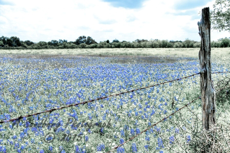 18bluebon