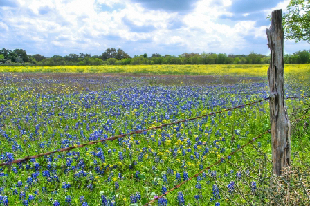 19bluebon