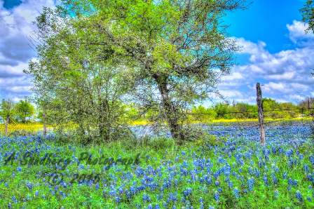 27bluebon