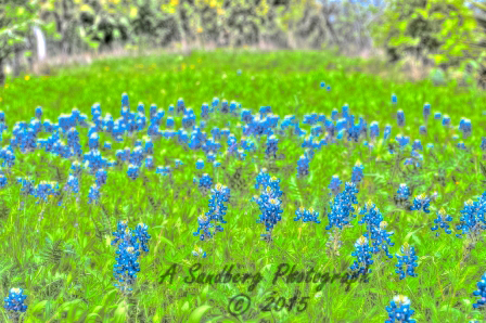 43bluebon