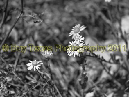 15bwlg