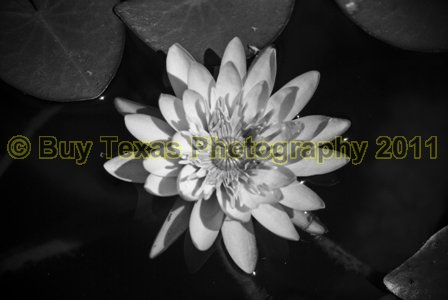 2bwlg