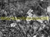 15bwlg