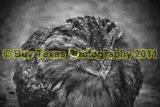 20bwlg