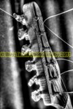 29bwlg