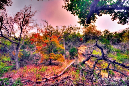 10lostmaples