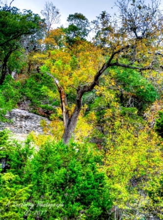 11lostmaples