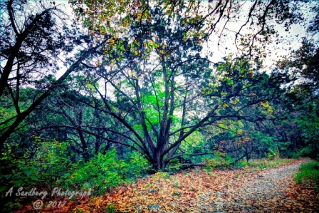 15lostmaples
