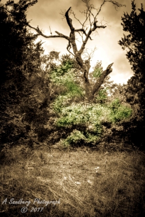32lostmaples