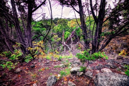 33lostmaples