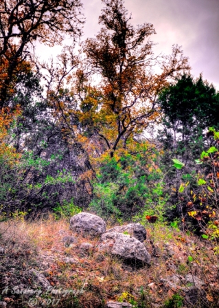41lostmaples